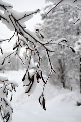 Snowstorm in countryside near Kiev.
