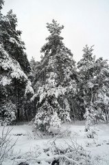 Snowstorm in countryside near Kiev.
