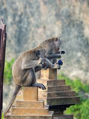 A Macaque monkey, seen near the Uluwatu temple in Bali, takes sanctuary on a stone plinth with a stolen sunglasses. November, 2018