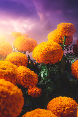 Cempasuchil flowers used for day of the dead altars