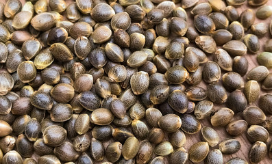 Macro Close Up of Cannabis Hemp Seeds