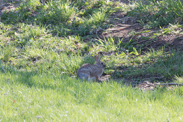 CottonTail Rabbit