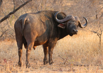 Buffle d& 39 Afrique dans le parc national Kruger, Afrique du Sud