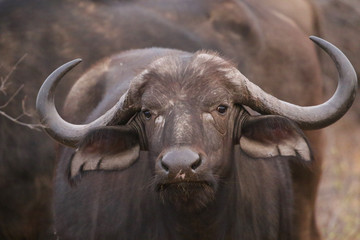 African cape buffalo in Kruger National Park, South Africa
