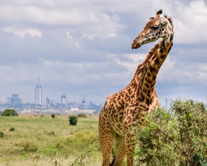 City Giraffe
