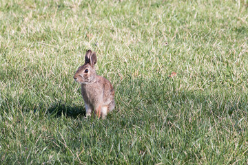 rabbit in a field