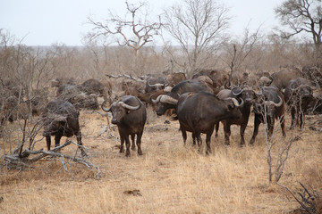 Naklejka na ściany i meble African cape buffalo herd in Kruger National Park, South Africa