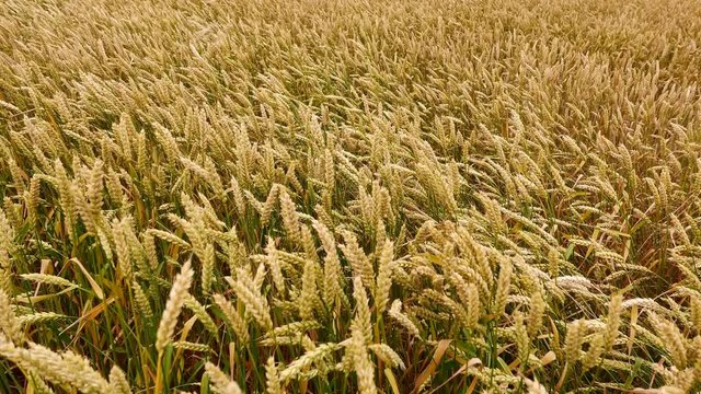 Weizen auf einem Feld im Wind, Landwirtschaft