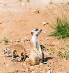 Fototapeta premium animal marmot in the park