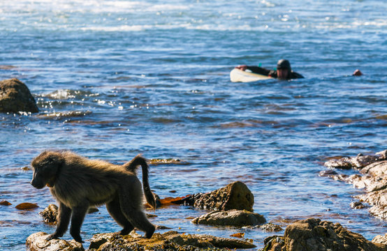 South African surfer in front of wild mankey