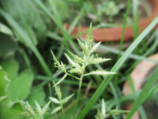  Leaves,  Foliage and Green Nature  