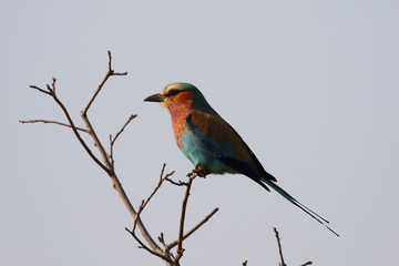The lilac-breasted roller, one of the most common birds in the Kruger National Park, South Africa