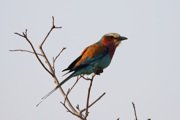 Fototapeta premium The lilac-breasted roller, one of the most common birds in the Kruger National Park, South Africa