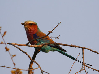 The lilac-breasted roller, one of the most common birds in the Kruger National Park, South Africa