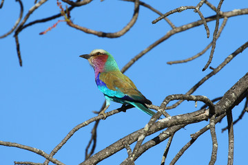 The lilac-breasted roller, one of the most common birds in the Kruger National Park, South Africa