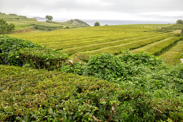 Fototapeta na wymiar A tea plantation on the Azores island of Sao Miguel.