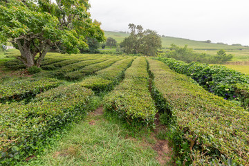 Fototapeta na wymiar Rows of tea bushes and a tree on the island of Sao Miguel in the Azores.