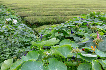 Flowers with tea plants in the distance near Sao Bras on Sao Miguel in the Azores.