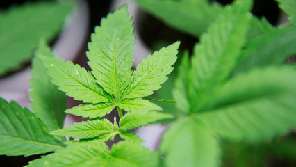 Fototapeta na wymiar Cannabis Plant Marijuana Leaf Weed In Indoor with LED Light