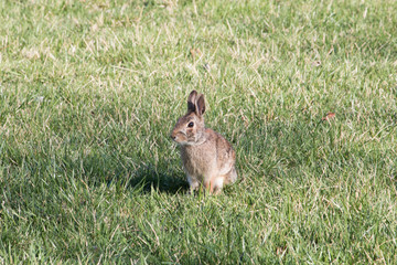 Rabbit sitting