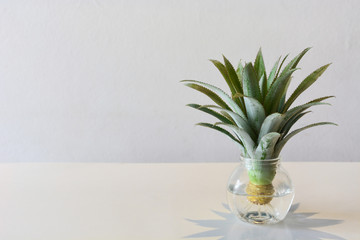 head of mini or dwarf pineapple (bromeliad)  in transparent vase on the table for decoration, white background, copy space