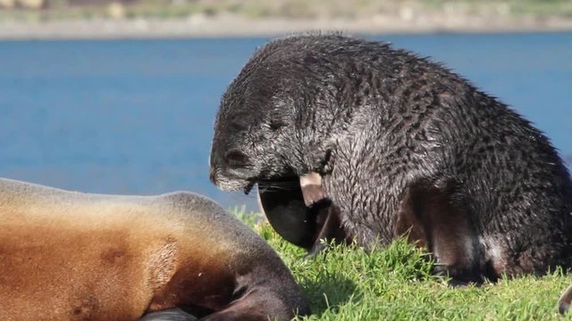 Southern fur seal scratching Beautiful shot of southern fur seals