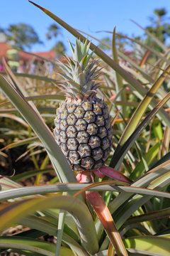 pineapple tree