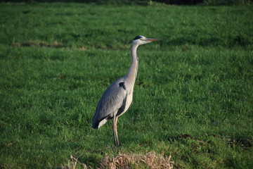 Heron reflecting on the water surface at a meadow in Nieuwerkerk aan den IJssel in the Netherlands