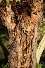 Rotting open willow tree in the autumn season in public park Schakenbosch in Leidschendam