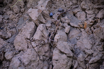 cracked earth texture