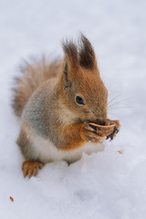 Close-up portrait young squirrel eats nut in the winter park.