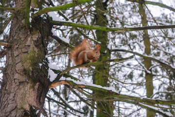 Squirrel on the tree branch. Sitting on the branch and eats nuts.	
