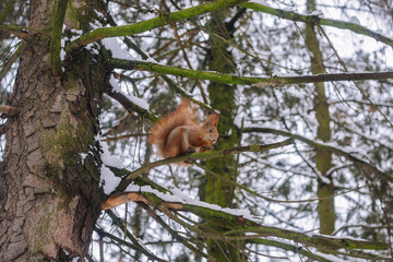 Squirrel on the tree branch. Sitting on the branch and eats nuts.	
