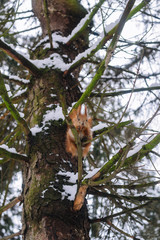 Squirrel on the tree branch. Sitting on the branch and eats nuts.	