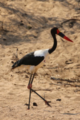Saddle-billed stork in Kruger National Park, South Africa