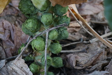 brussels sprouts on a green plant in the sun waiting to grow in Zevenhuizen the Netherlands