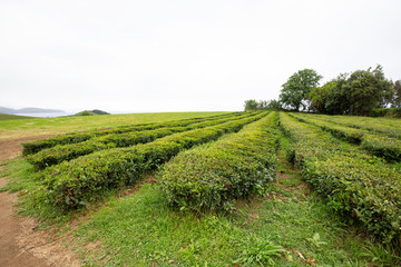 Fototapeta na wymiar Tea growing in rows near Sao Bras on Sao Miguel in the Azores.