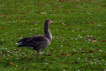 Close up side view of gray duck on green grass.Animal in park, United Kingdom.