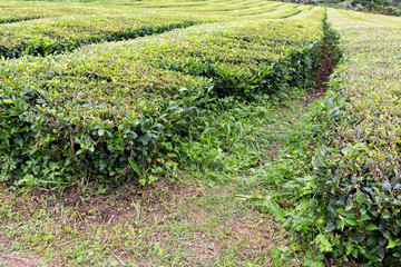 Fototapeta na wymiar Rows of tea growing near Sao Bras on Sao Miguel in the Azores.