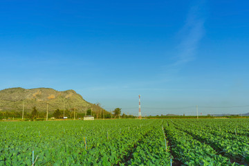 Scenery of chinese kale field in Kanchanaburi,Thailand