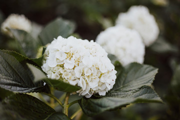 Hydrangea flowers blooming in the garden