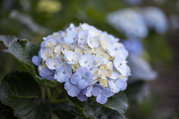 Hydrangea flowers blooming in the garden