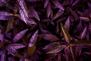  layout made of  dark proton purple leaves. Flat lay. Nature background