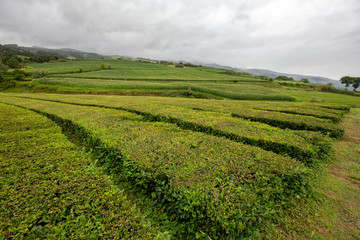 Fototapeta na wymiar Landscape view of tea growing near Sao Bras on Sao Miguel in the Azores.
