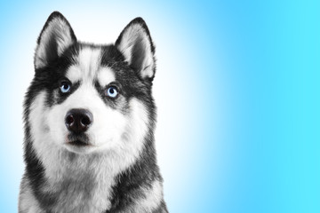 Portrait of a blue eyed beautiful serious Siberian Husky dog with his tongue hanging out isolated on sky blue background with copy space