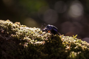 Purple beetle (Enoplotrupes sharpi) on green moss at Doi Inthanon National Park, Thailand.