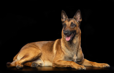 Belgian Shepherd Dog, malinois dog on Isolated Black Background in studio