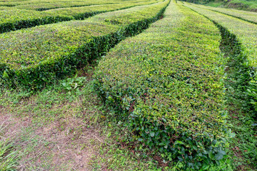 Fototapeta na wymiar Landscape view of green tea growing near Sao Bras on Sao Miguel in the Azores.
