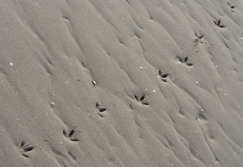 Vogelspuren am Strand