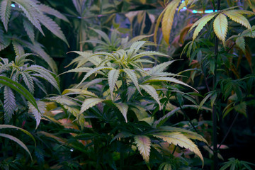 Weed Plant In Indoor Cannabis Grow Marijuana